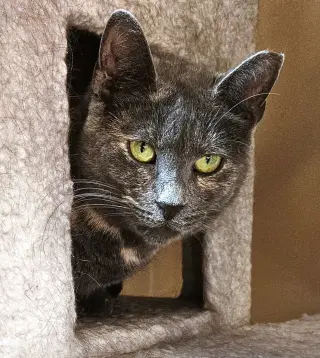 Pawla