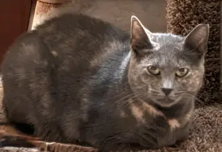 Pawla