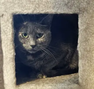Pawla