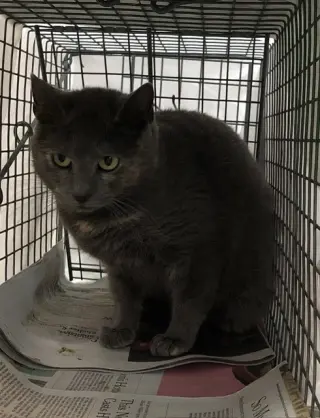 Pawla