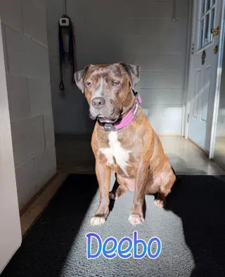 Deebo
