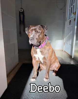 Deebo