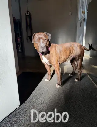 Deebo