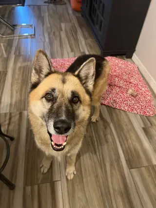 Toby (Courtesy post)