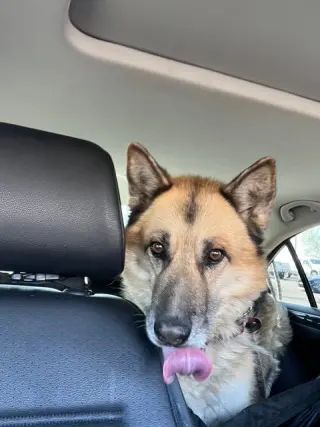 Toby (Courtesy post)