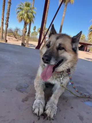 Toby (Courtesy post)
