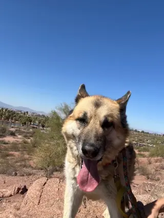 Toby (Courtesy post)