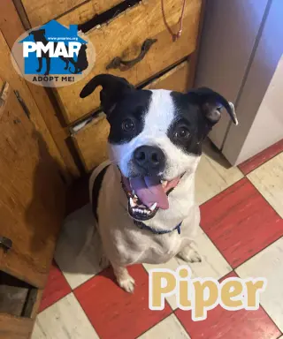 Piper