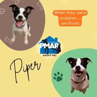 Piper