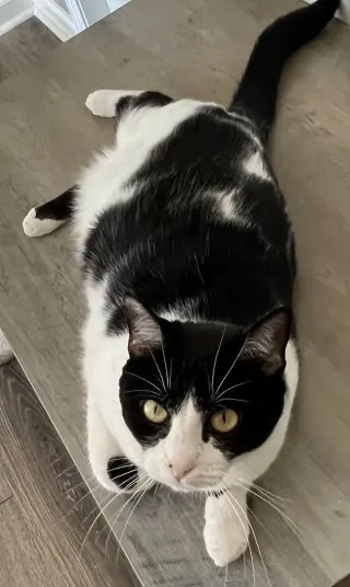 COOKIE - CHILL CAT