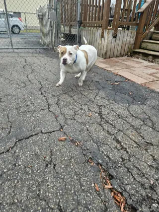 Roxy