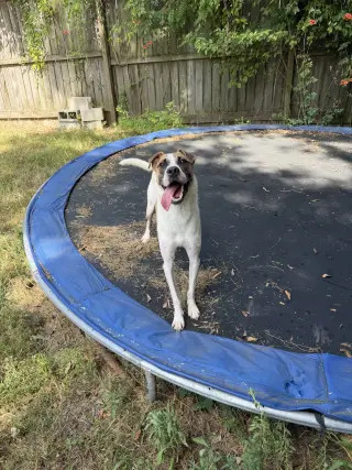 Cooper