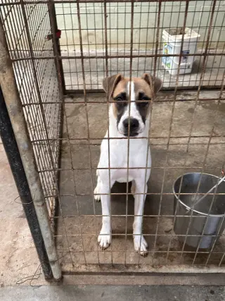 Cooper