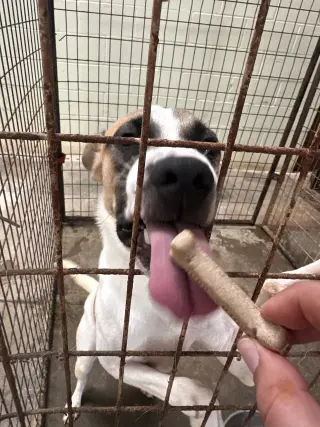Cooper