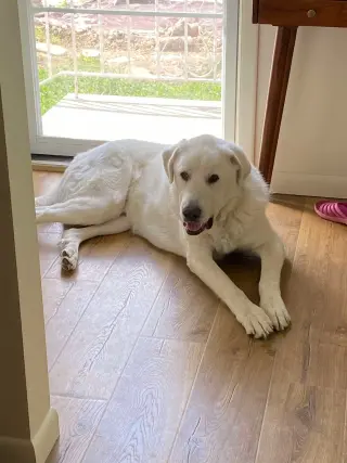 Darby