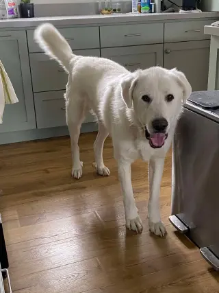 Darby