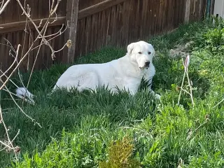 Darby