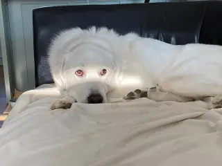 Darby