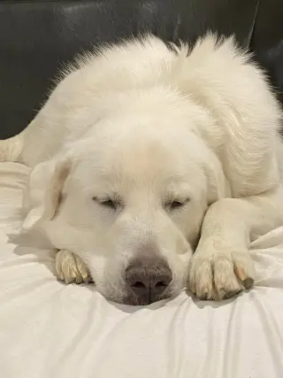 Darby
