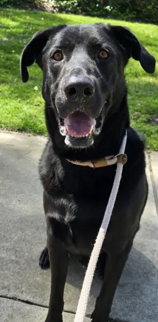 Simon *Courtesy Post*