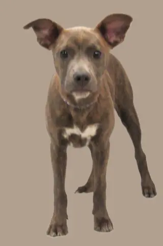 Bailey