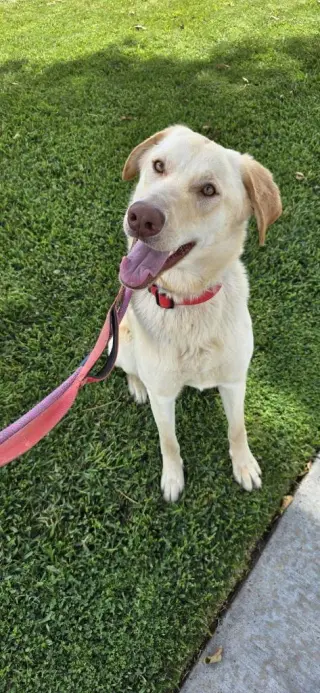 Bella Lab