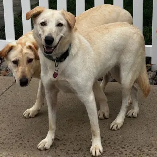 Bella Lab