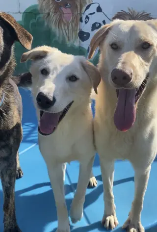 Bella Lab