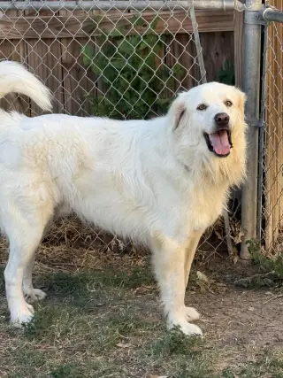 Charlie (aka Charles II)