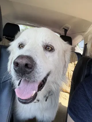 Charlie (aka Charles II)