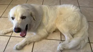 Charlie (aka Charles II)
