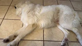 Charlie (aka Charles II)