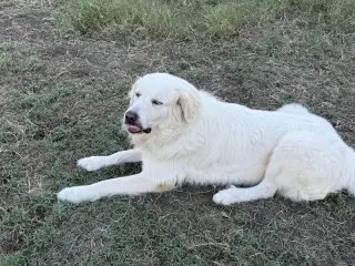 Charlie (aka Charles II)