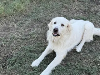 Charlie (aka Charles II)