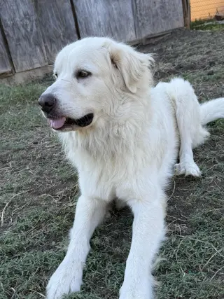 Charlie (aka Charles II)