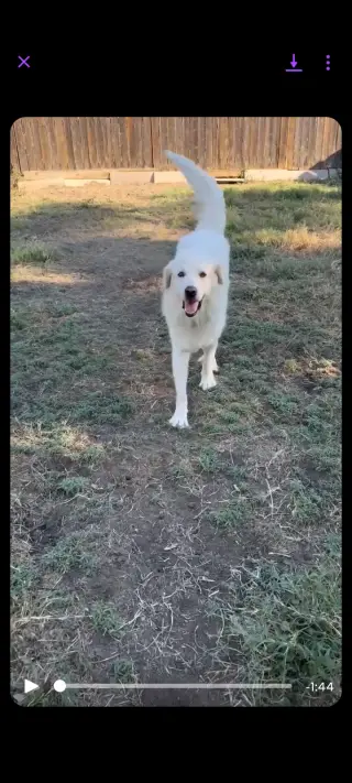 Charlie (aka Charles II)