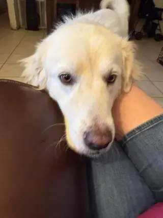 Charlie (aka Charles II)