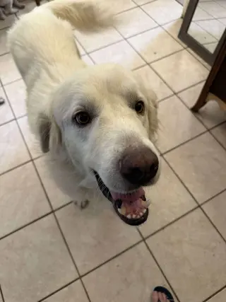Charlie (aka Charles II)