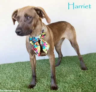 Harriet