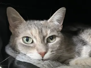 Cleopatra