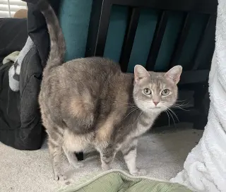 Cleopatra