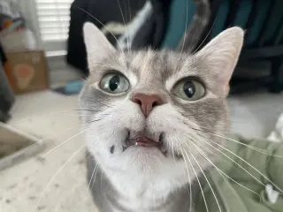 Cleopatra