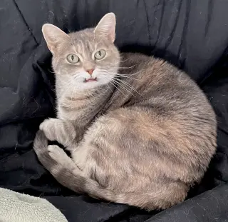 Cleopatra