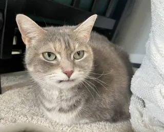 Cleopatra