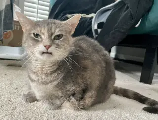 Cleopatra