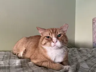 Horace
