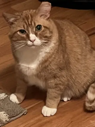 Horace