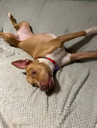 Hazel