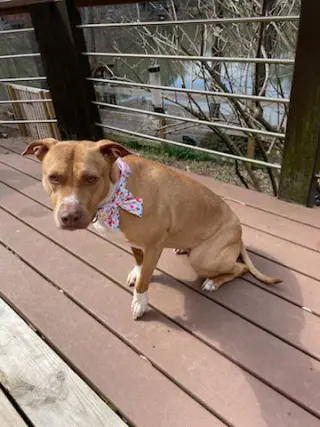 Hazel