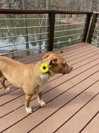 Hazel